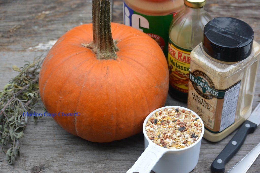 Can Chickens Eat Pumpkin? Backyard Poultry